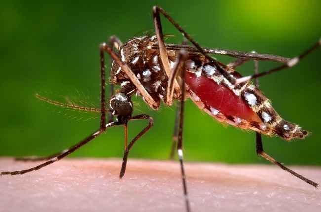 Penggunaan Kortikosteroid untuk Demam Berdarah Dengue