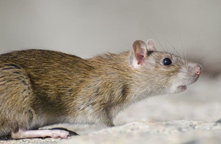 Musim Hujan, Waspadai Leptospirosis pada Anak