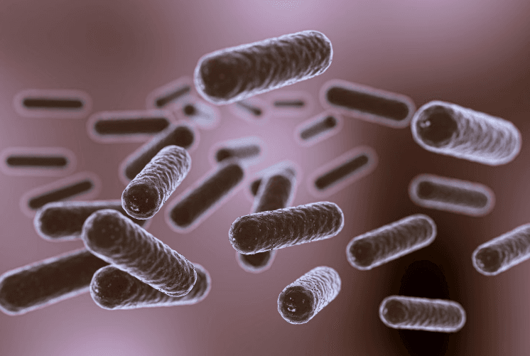 Diagnosis dan Tata Laksana Keracunan Makanan akibat Bacillus Cereus, Salah Satu Biang Kerok Keracunan MBG