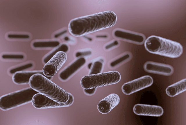 Diagnosis dan Tata Laksana Keracunan Makanan akibat Bacillus Cereus, Salah Satu Biang Kerok Keracunan MBG