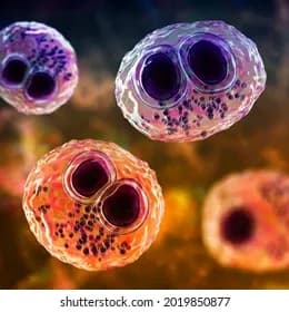 Infeksi Cytomegalovirus pada Anak: Tinjauan Komprehensif