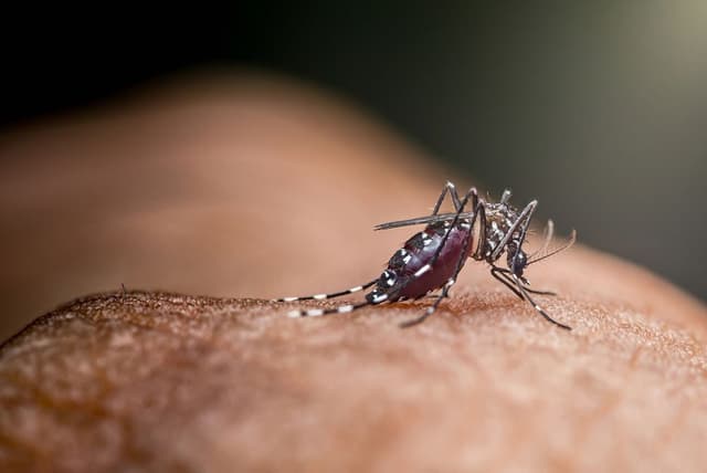 WHO Lakukan Pra-Kualifikasi Terapi Malaria Pertama untuk Neonatus dan Bayi Muda: Terobosan Klinis dan Implikasinya bagi Praktisi