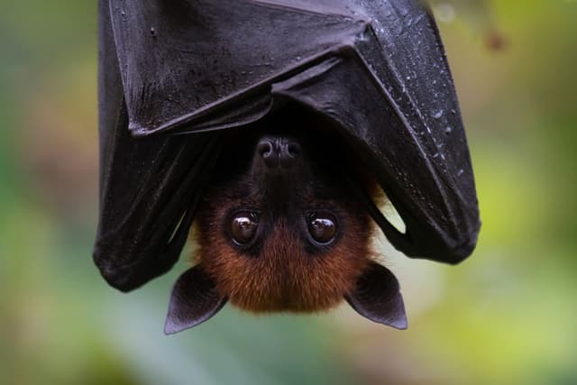 KLB Virus Nipah di India: Apa yang Perlu Diwaspadai Tenaga Kesehatan Anak di Indonesia?