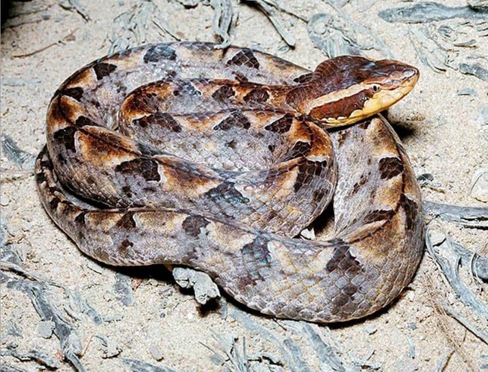 Gigitan Ular pada Anak: Apakah Semua Kasus Memerlukan Antivenom?