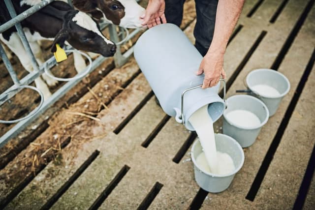 Raw Milk: Tren yang Menyimpan Risiko bagi Anak