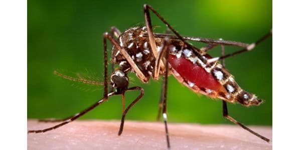 Seputar Vaksin Dengue di Indonesia: CYD-TDV vs. TAK-003