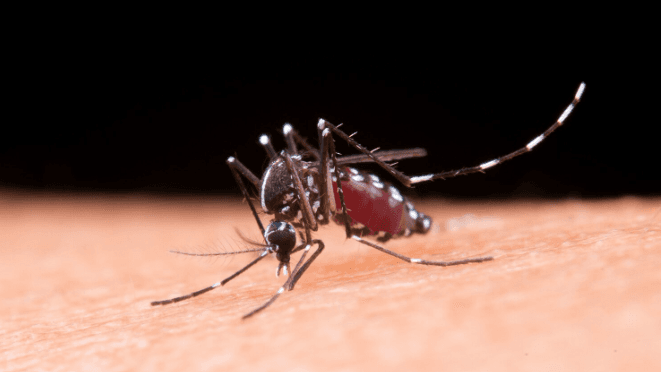 UPDATE 2025: WHO Larang Pengunaan Kortikosteroid dalam Tata Laksana Infeksi Dengue